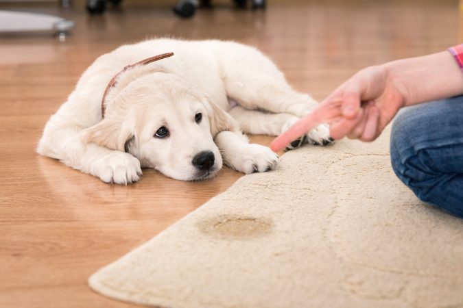 Hoe maak je een puppy zindelijk? Mijn Hond