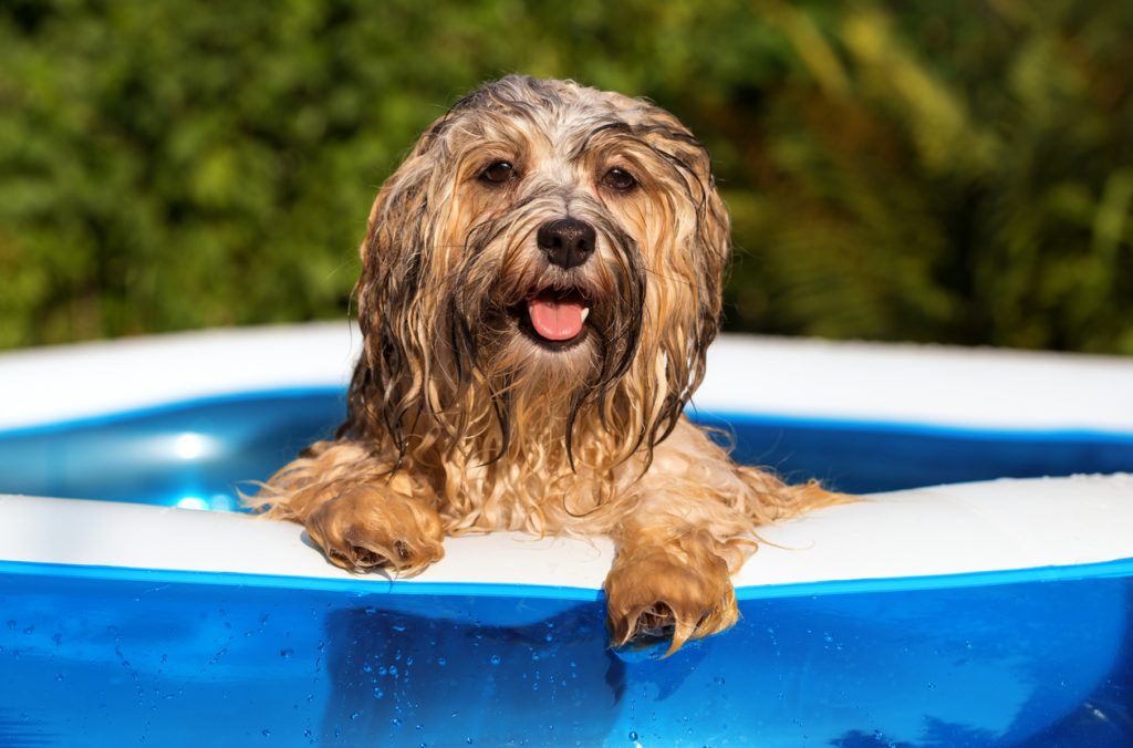 Hond oververhit die zwemt