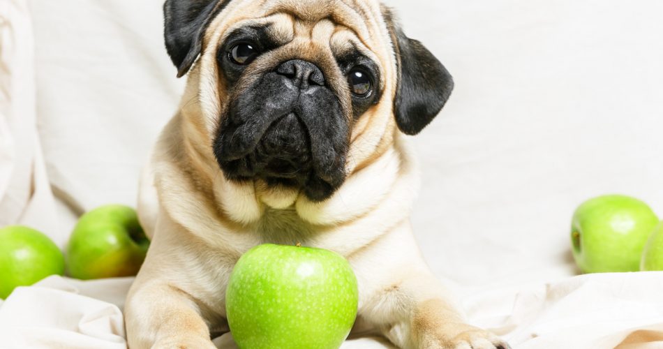 Mag een hond appel eten