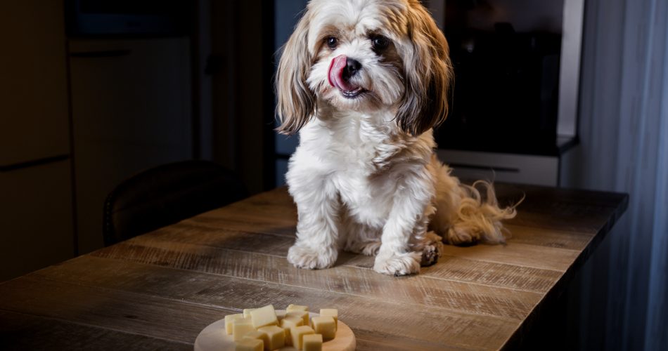 Mag een hond kaas eten