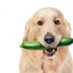Mag een hond komkommer eten