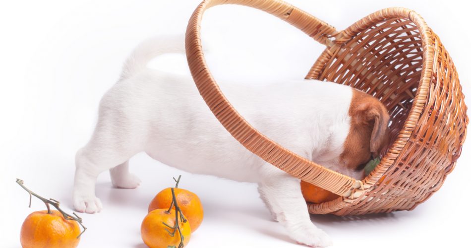 Hond mandarijn voeren