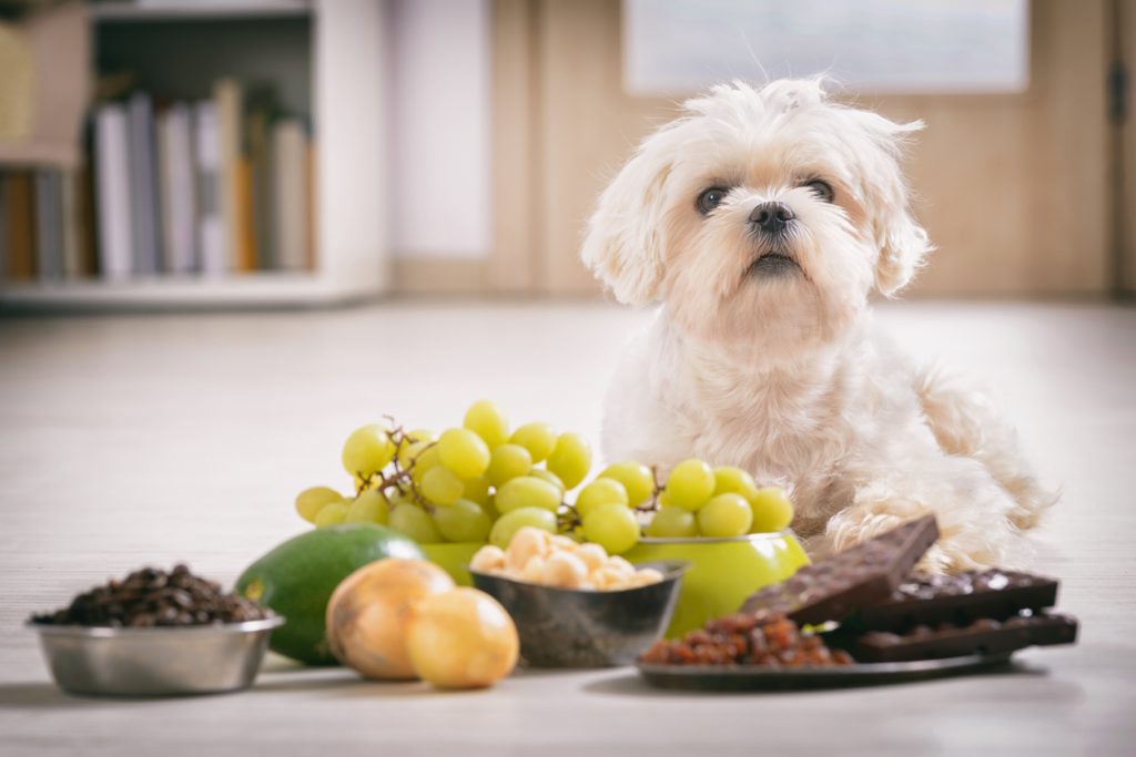Mogen honden druiven eten