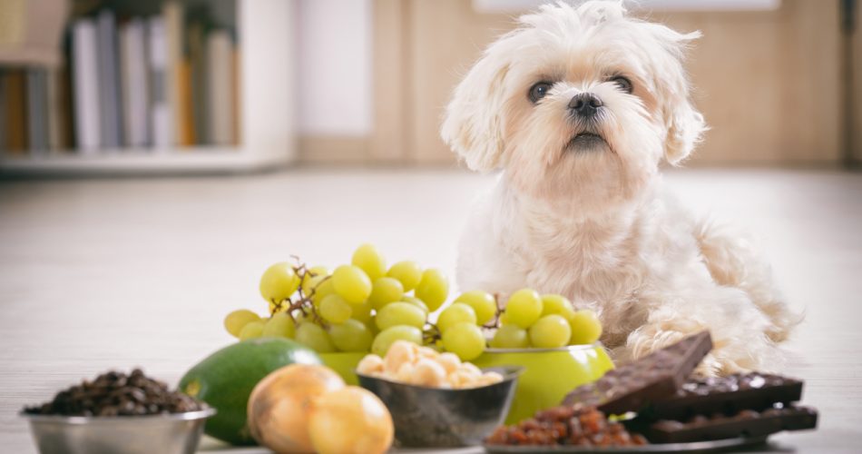 Mogen honden druiven eten
