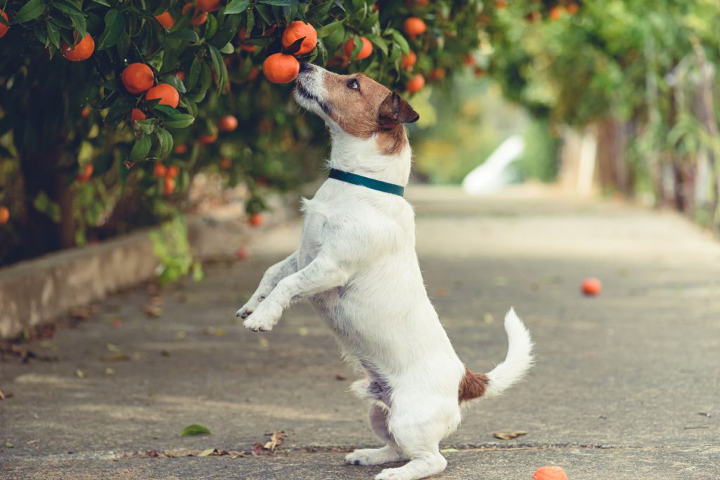 mag een hond mandarijn eten 