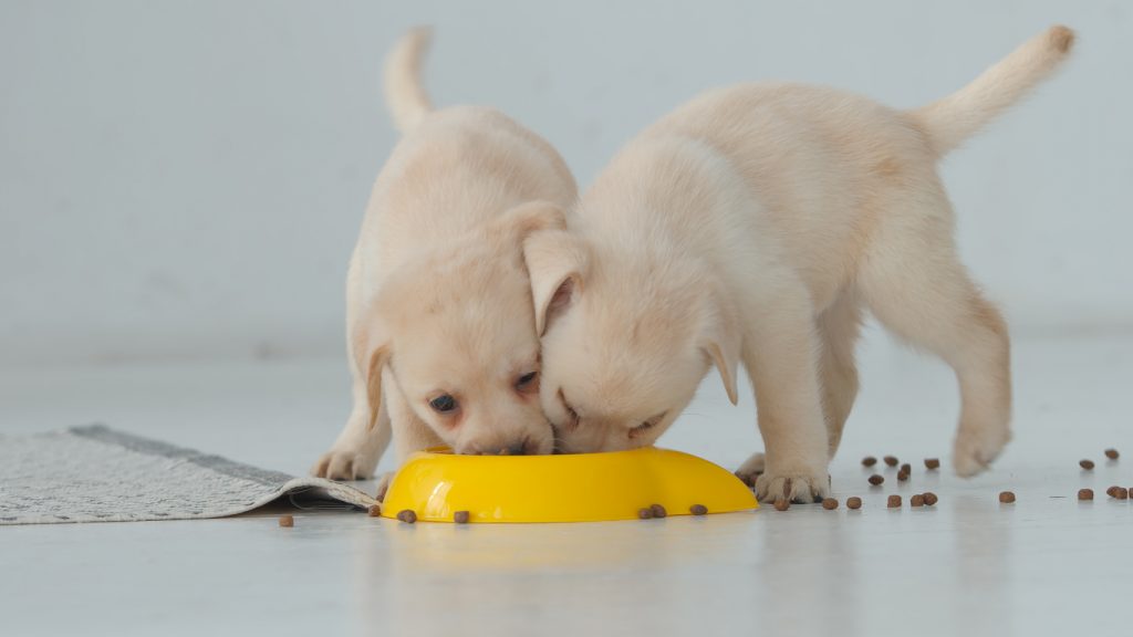 Hoeveel voer puppy's kunnen eten verschilt