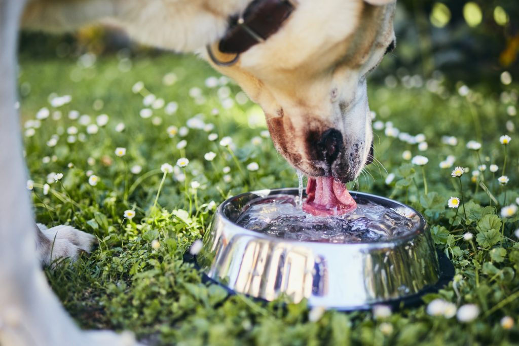 Hond plast veel drinkend 
