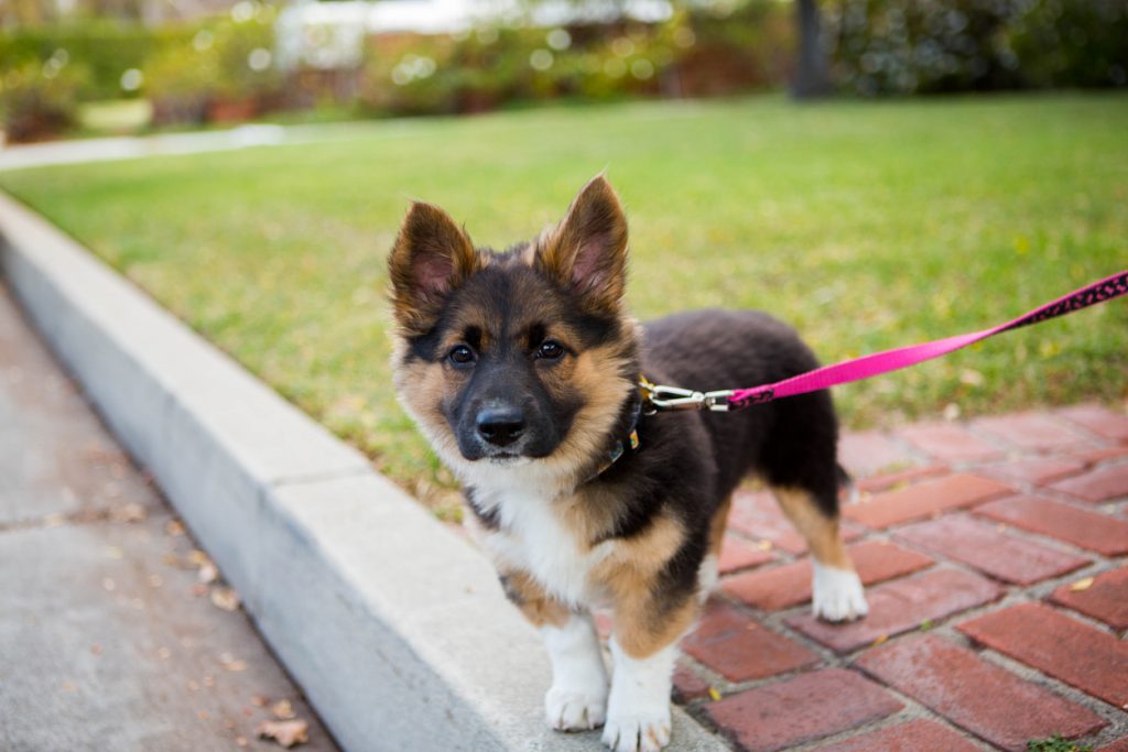 Puppyriem voor je hond tijdens het wandelen