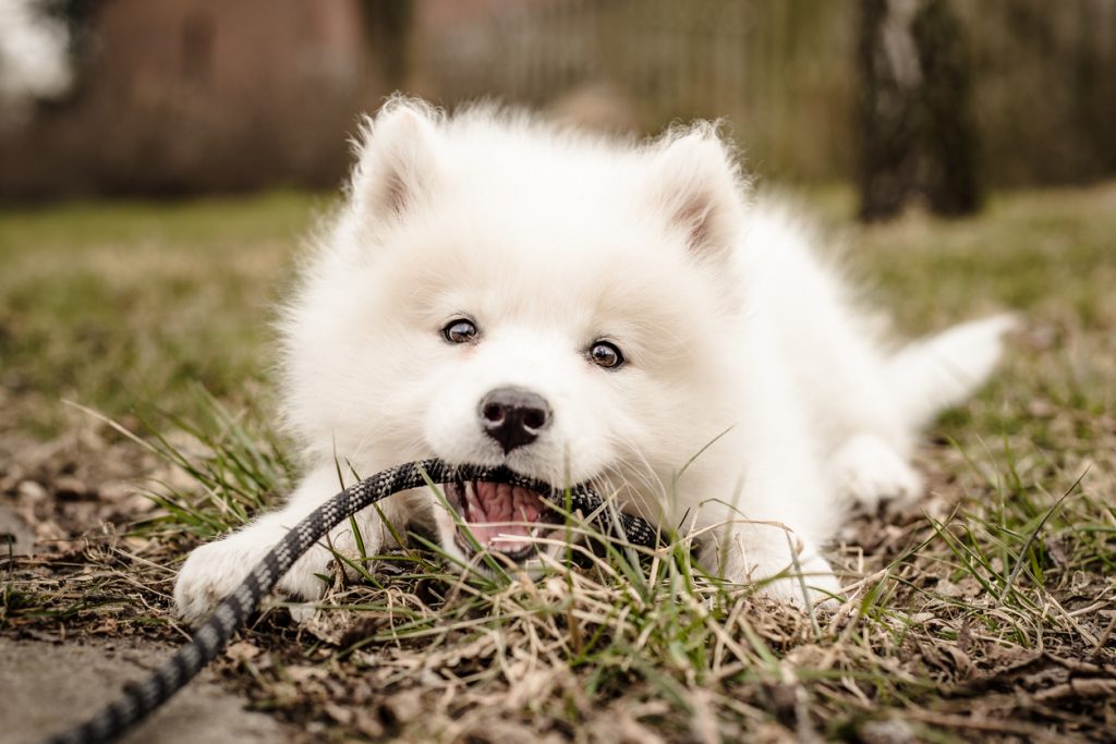 Witte puppy op de foto die in zijn nieuwe puppyriem aan het bijten is