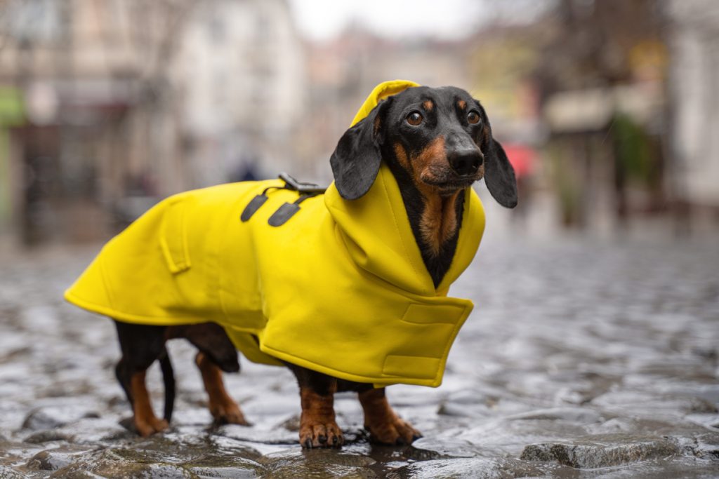 Hoe vaak moet je een hond uitlaten in de regen
