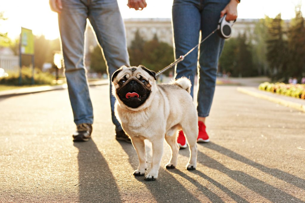 Waarom hijgt een hond tijdens zijn wandeling