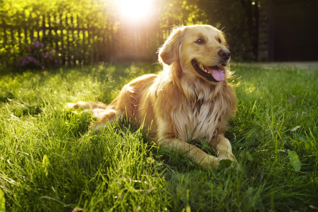 Wanneer is een hond gelukkig in het gras
