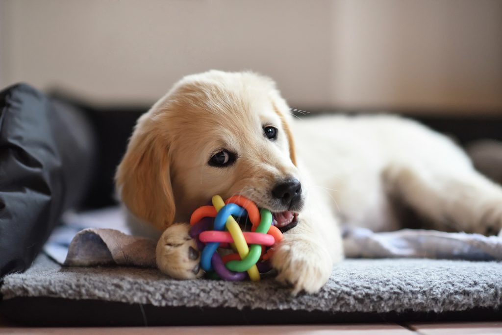 speeltjes hond tegen verveling met bal